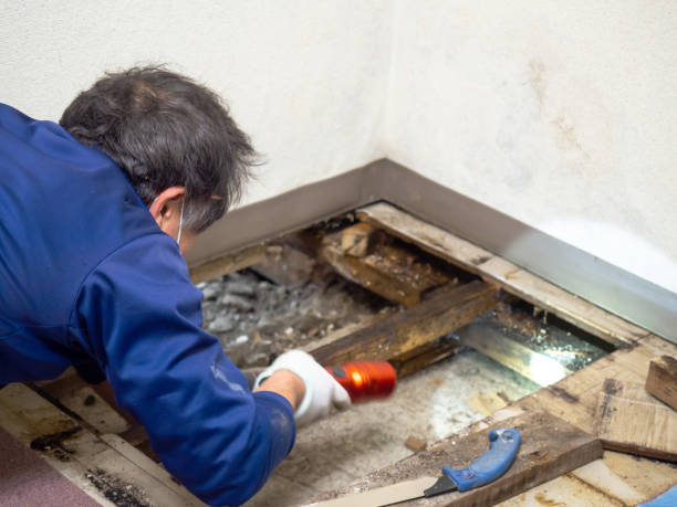 Best Home Mold Removal  in Percy, IL