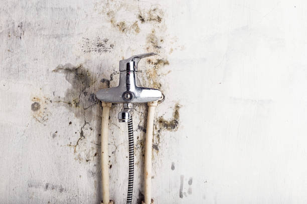Best Water Damage Restoration  in Percy, IL