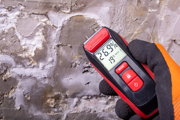 Best Local Mold Removal Service  in Percy, IL