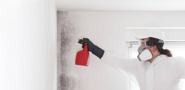 Best Same-Day Mold Removal  in Percy, IL