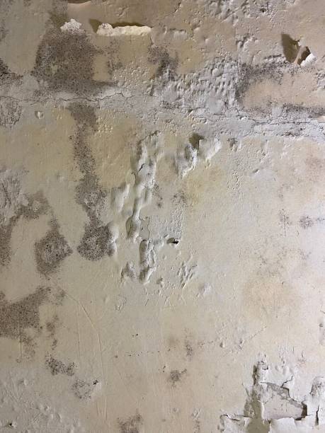 Best Mold Cleaning Services  in Percy, IL