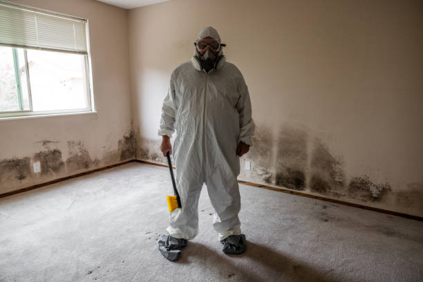 Best Best Mold Removal Companies  in Percy, IL