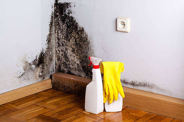 Best Mold Removal Specialists  in Percy, IL