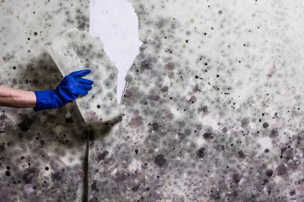 Best Fast Mold Removal  in Percy, IL