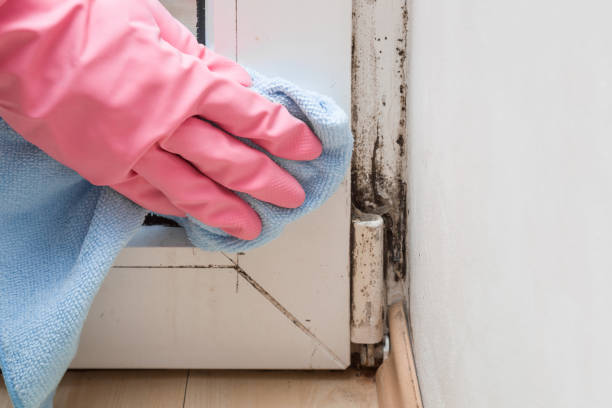 Best Residential Mold Removal  in Percy, IL