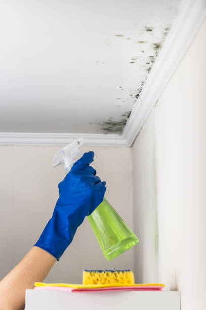 Best Certified Mold Removal  in Percy, IL