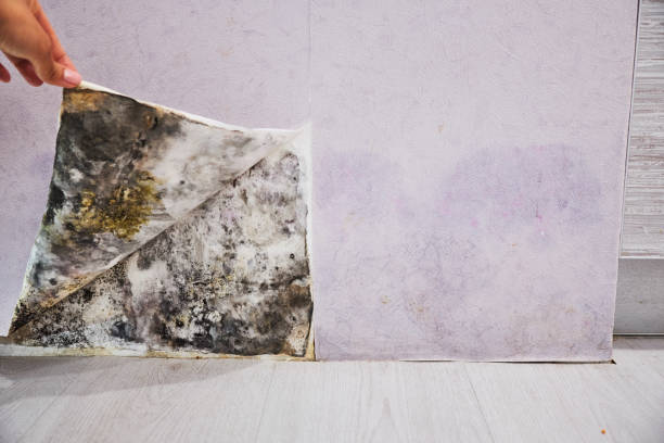 Best Fast Mold Removal  in Percy, IL